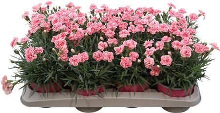 Dianthus Raspberry Eyes