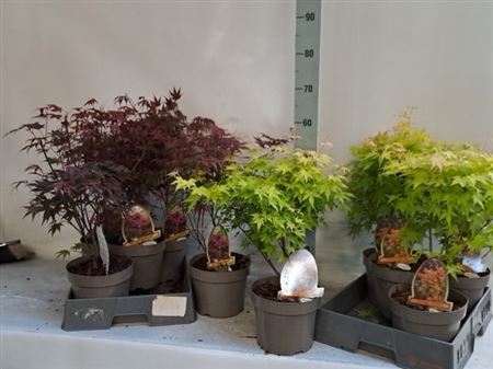 Acer Pa Atropurpureum