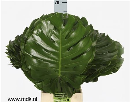Monstera Blad