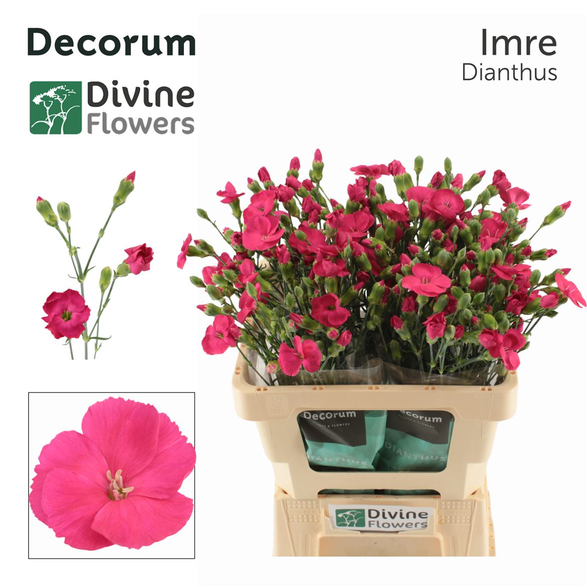 Dianthus Spray Single Solomio Imre 60cm