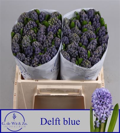 Hyac Delft Blue