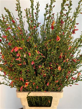 Cytisus Boskoop Ruby