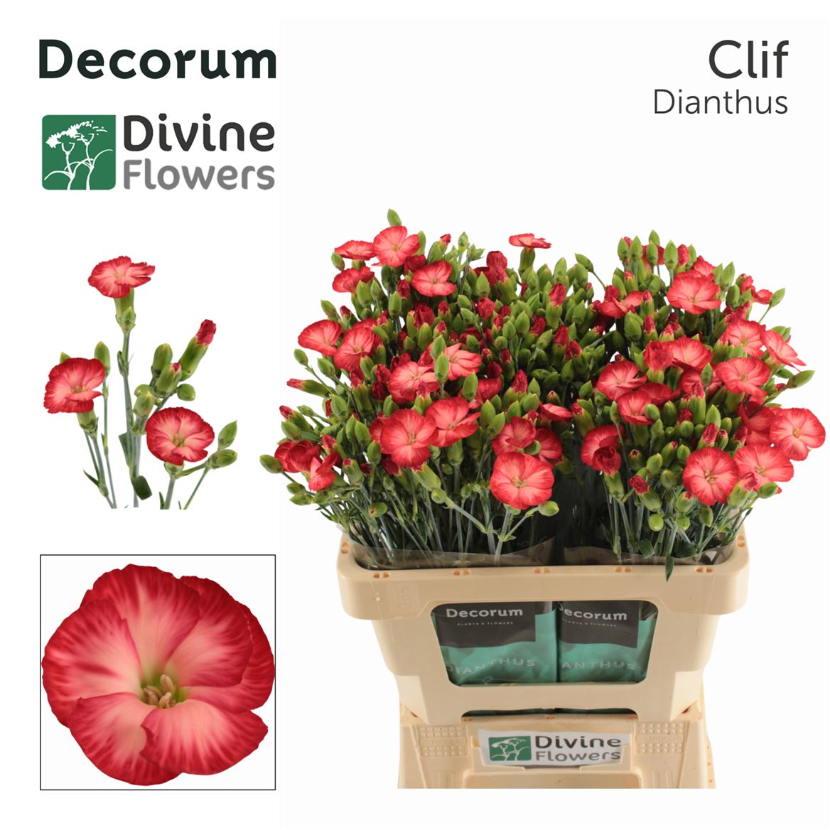 Dianthus Spray Single Solomio Clif 60cm