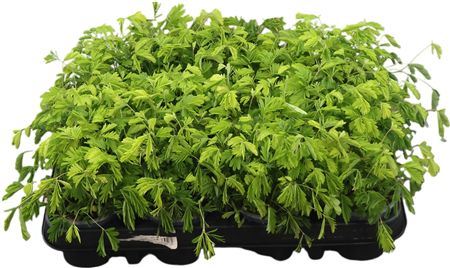 Mimosa Pudica