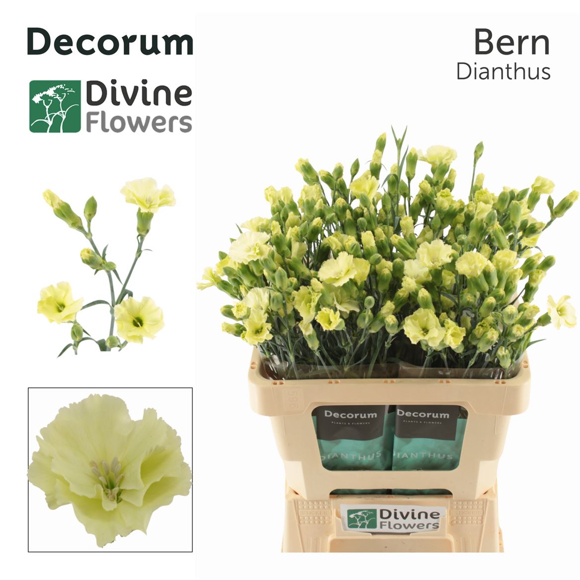 Dianthus Spray Single Solomio Bern 60cm