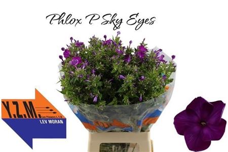 Phlox P Sky Eyes