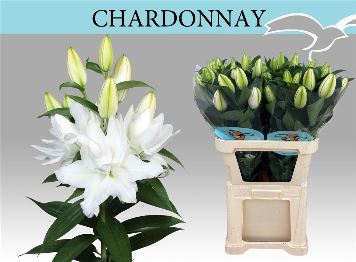 Lilium Or Double Chardonnay 100cm 6/8bl