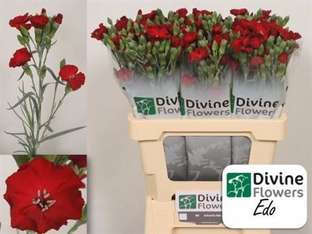 Dianthus Spray Single Solomio Edo 60cm