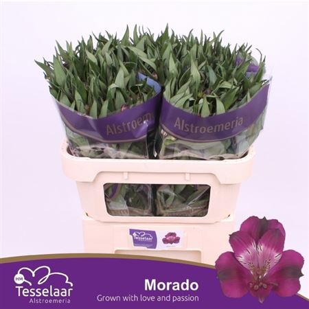 Alstroemeria Morado 75cm 80gr.