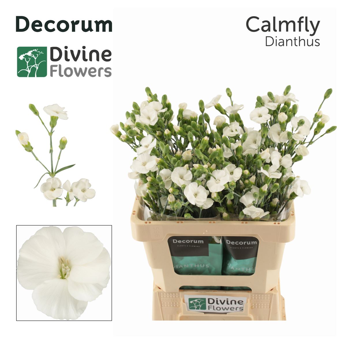Dianthus Spray Single Solandis Calmfly 60cm