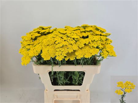 Achillea Moonshine