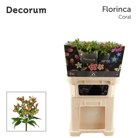 Alstroemeria Florinca Coral 75cm
