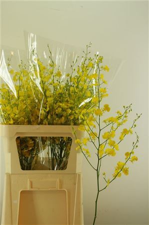 Oncidium