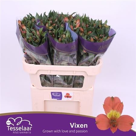 Alstroemeria Vixen 75cm 70gr.