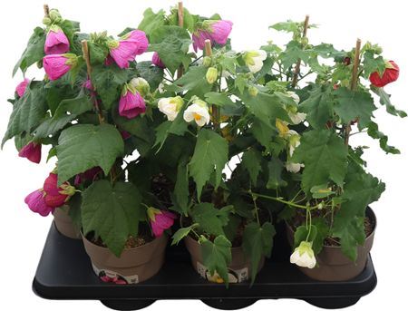 Abutilon Gemengd