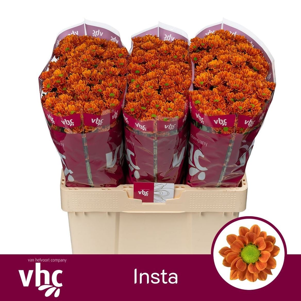 Chrys Santini Insta 55cm 100Ø