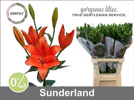 Lily La Sunderland 90cm 5+