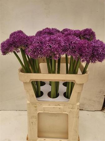 Allium Globemaster