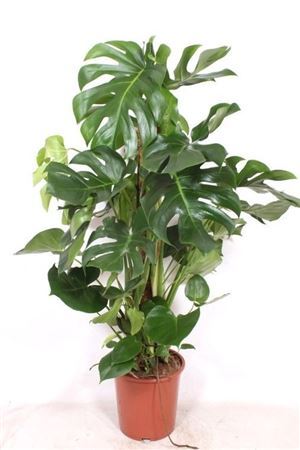 Monstera Deliciosa