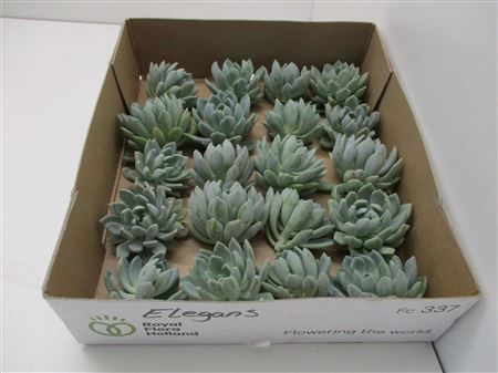 Echeveria Elegance Klein X20