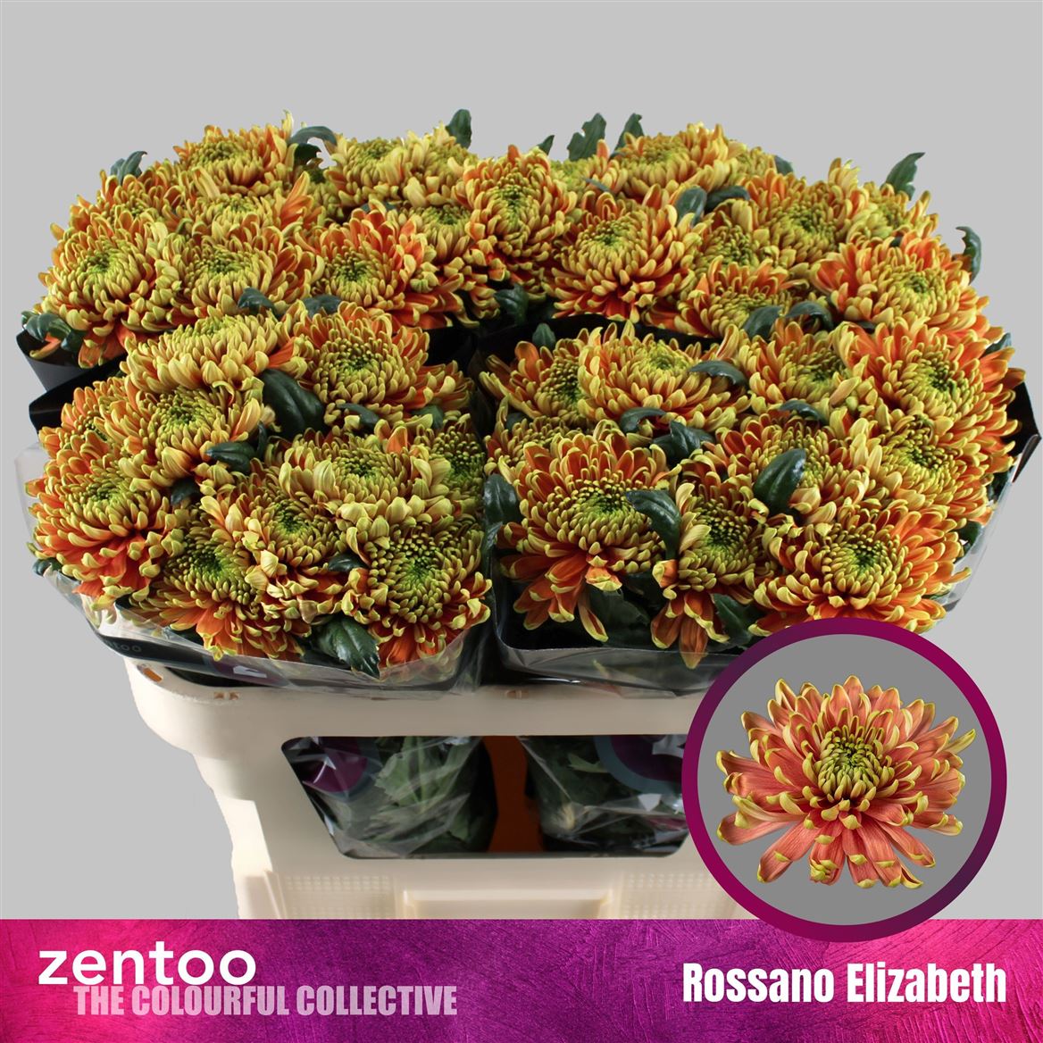 Chrys Single Rossanna Elizabeth 70cm 80gram