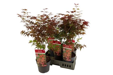 Acer Pa Atropurpureum