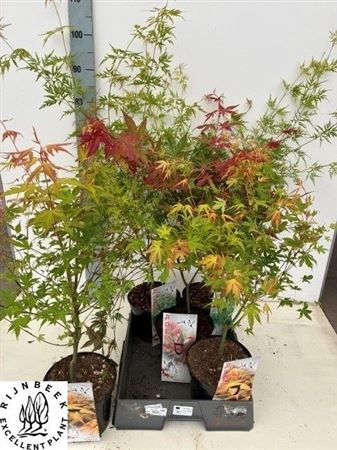 Acer Gemengd
