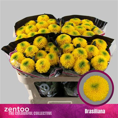Chr G Brasiliana