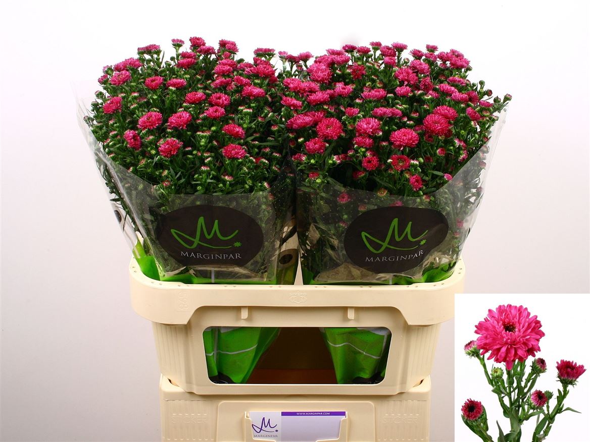 Aster Flash 80cm 30gram