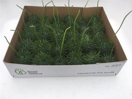Sier Cucumis Egel L Holl X30