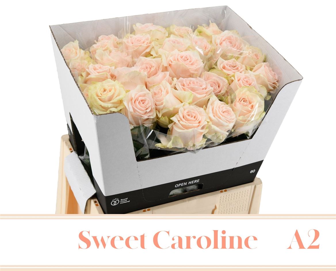 Rosa Sweet Caroline 60cm