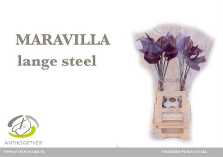 Anthurium Maravilla 13Ø