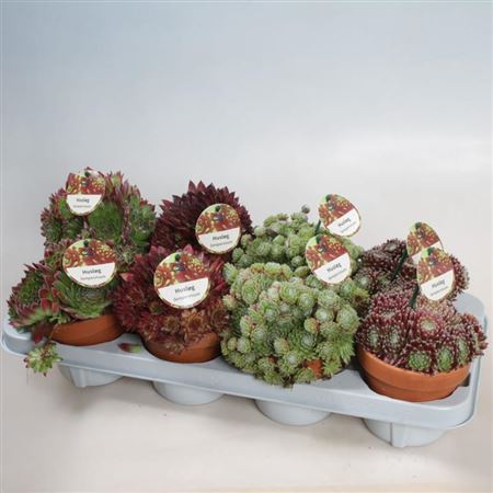 Semp Gemengd Terracotta