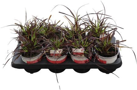 Pennisetum Advena Rubrum