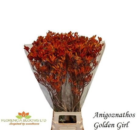 Anigozanthos Golden Girl 80cm