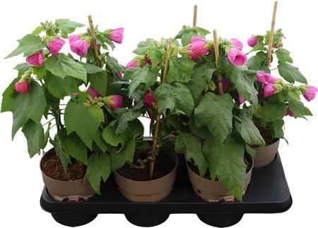 Abutilon Roze