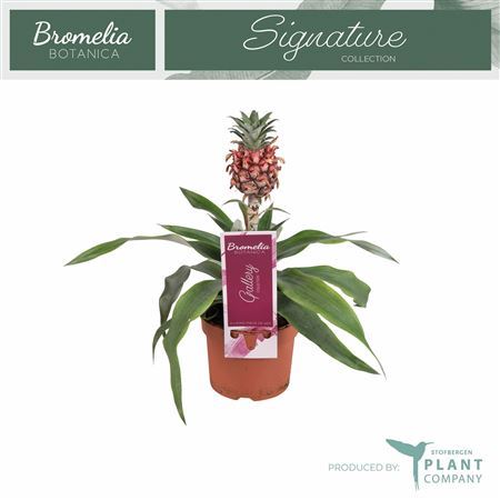Ananas Mi Rosita