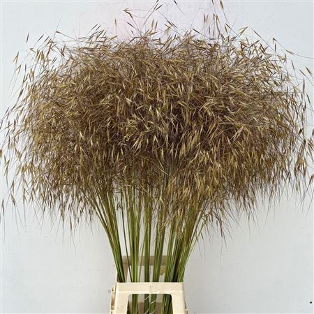 Siergras Stipa Gigantea