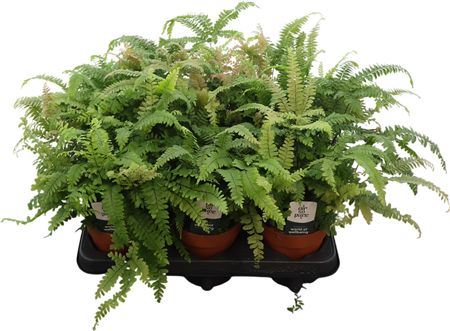Adiantum Bronze Venus