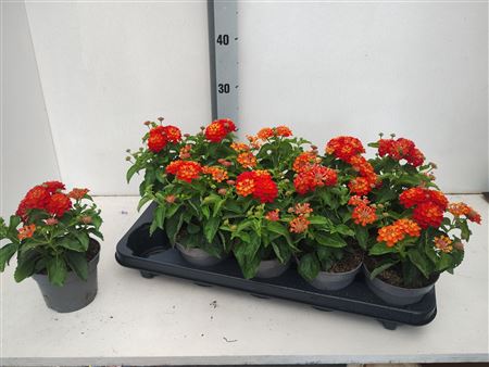 Lantana Shamrock Red
