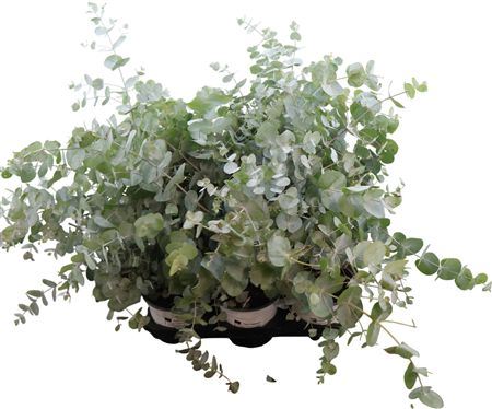 Eucalyptus Gunnii