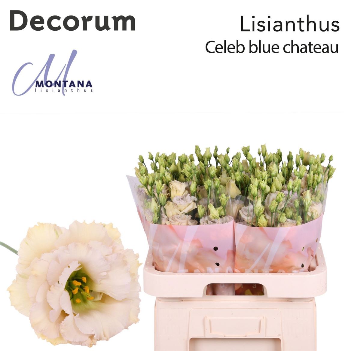 Eustoma Double Blue Chateau 70cm