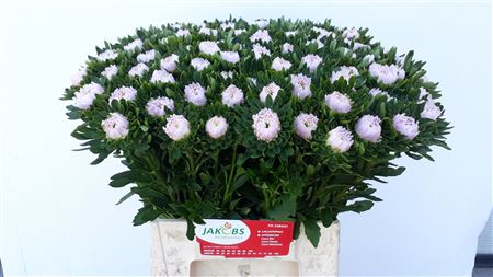 Callis Jules Pink