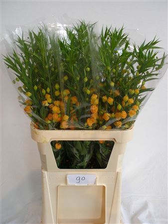 Sandersonia