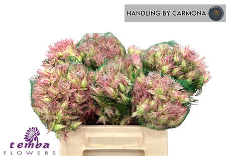Serruria Ayoba Pretty N Pink