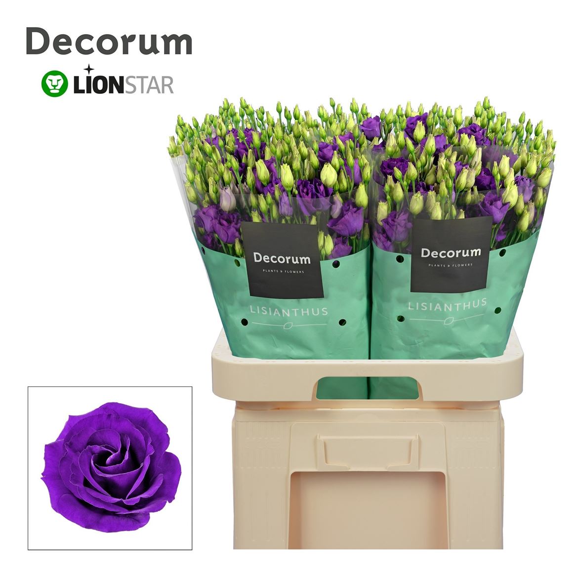 Lisianthus Double Rosita Blue 70cm