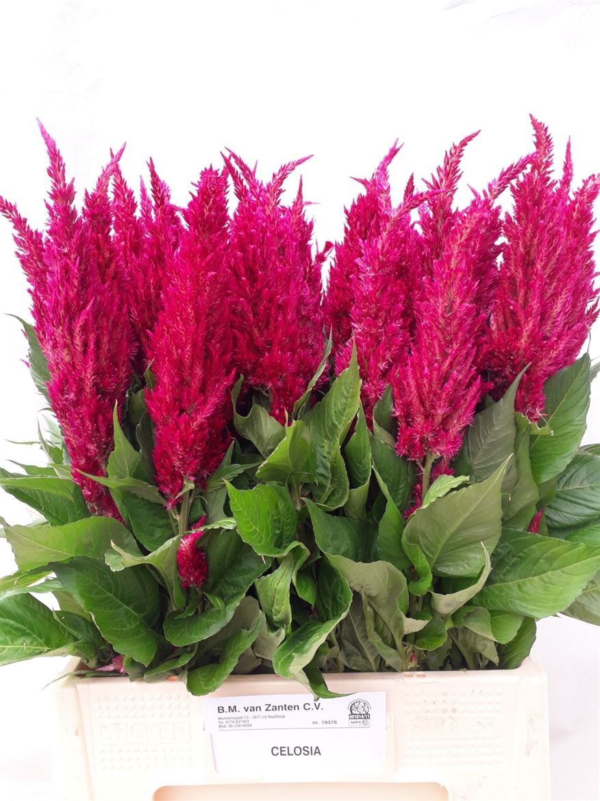 Celosia Feather Century Purple-pink 70cm