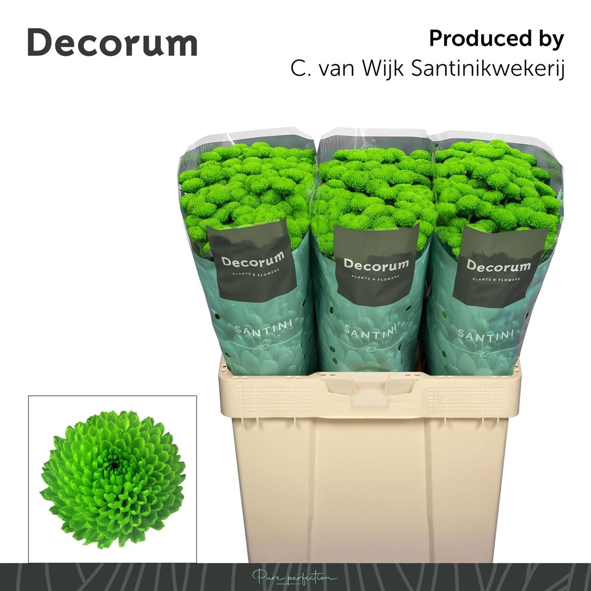 Chrysanth Santini Country 55cm 44gr.