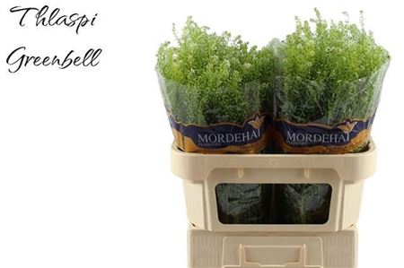 Lepidium Green Bell