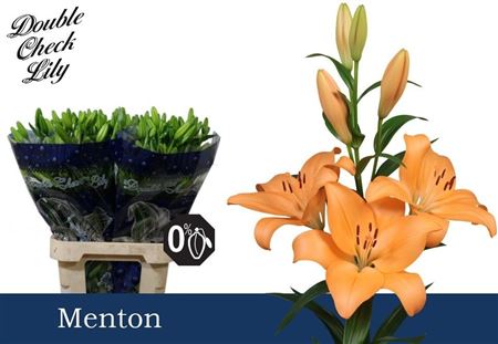 Lily La Menton 90cm 5+